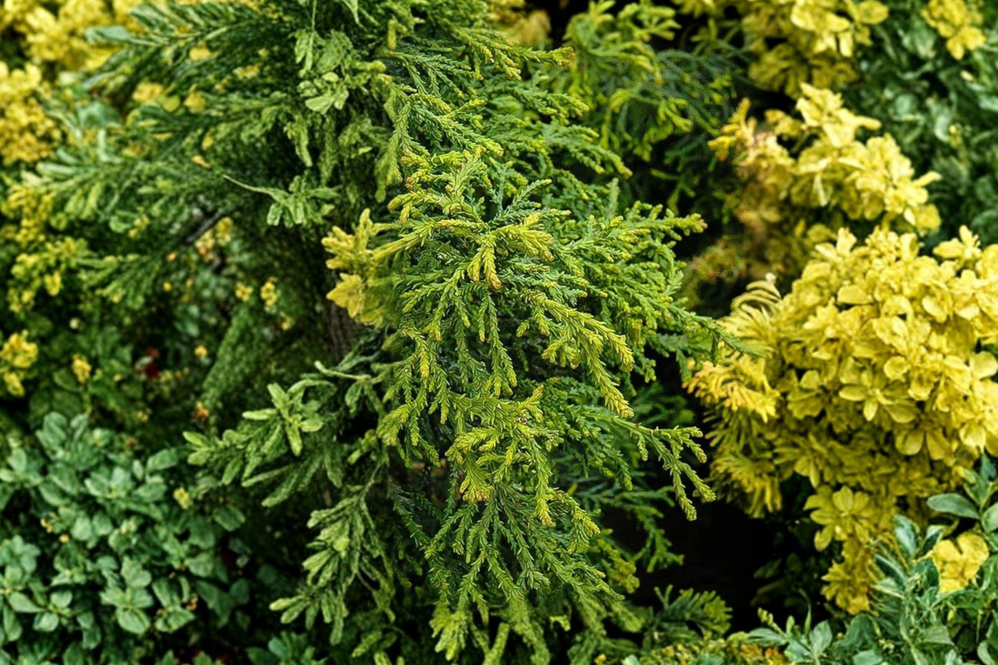 Hinoki Cypress 'Torulosa' - Twisted Japanese Cypress Tree in 4 Inch Pot | Dwarf Evergreen Conifer for Bonsai & Gardens