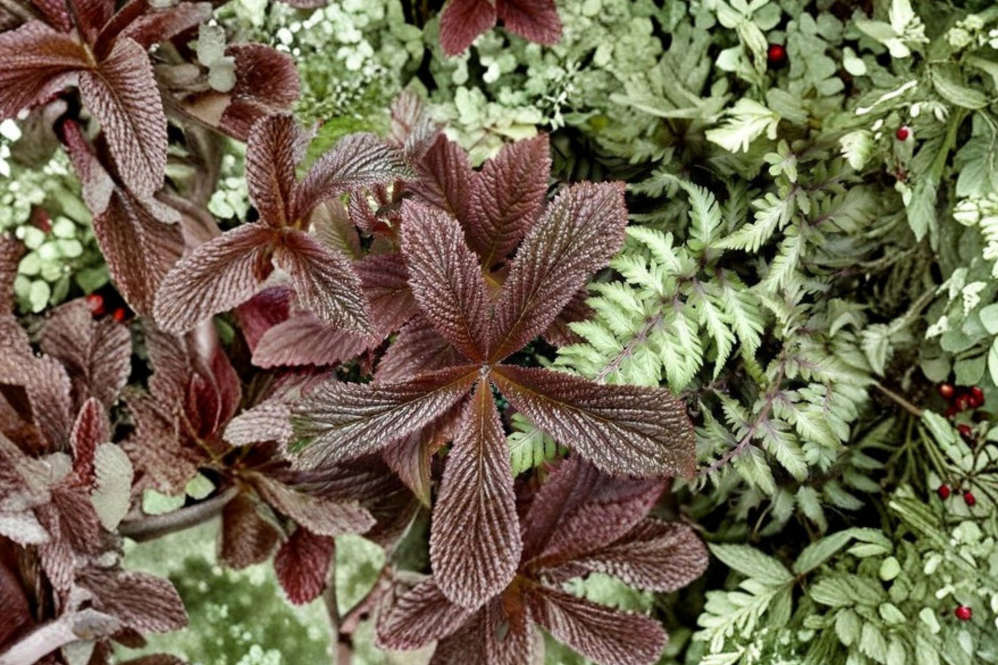 Rodgersia 'Bronze Peacock' - Shade Loving Perennial with Large Bronze Foliage and Pink Flowers, 1 Gallon