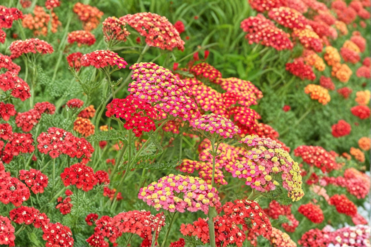 Yarrow 'Paprika' - Red Achillea Perennial, Drought Tolerant & Deer Resistant, 3.5" Pot