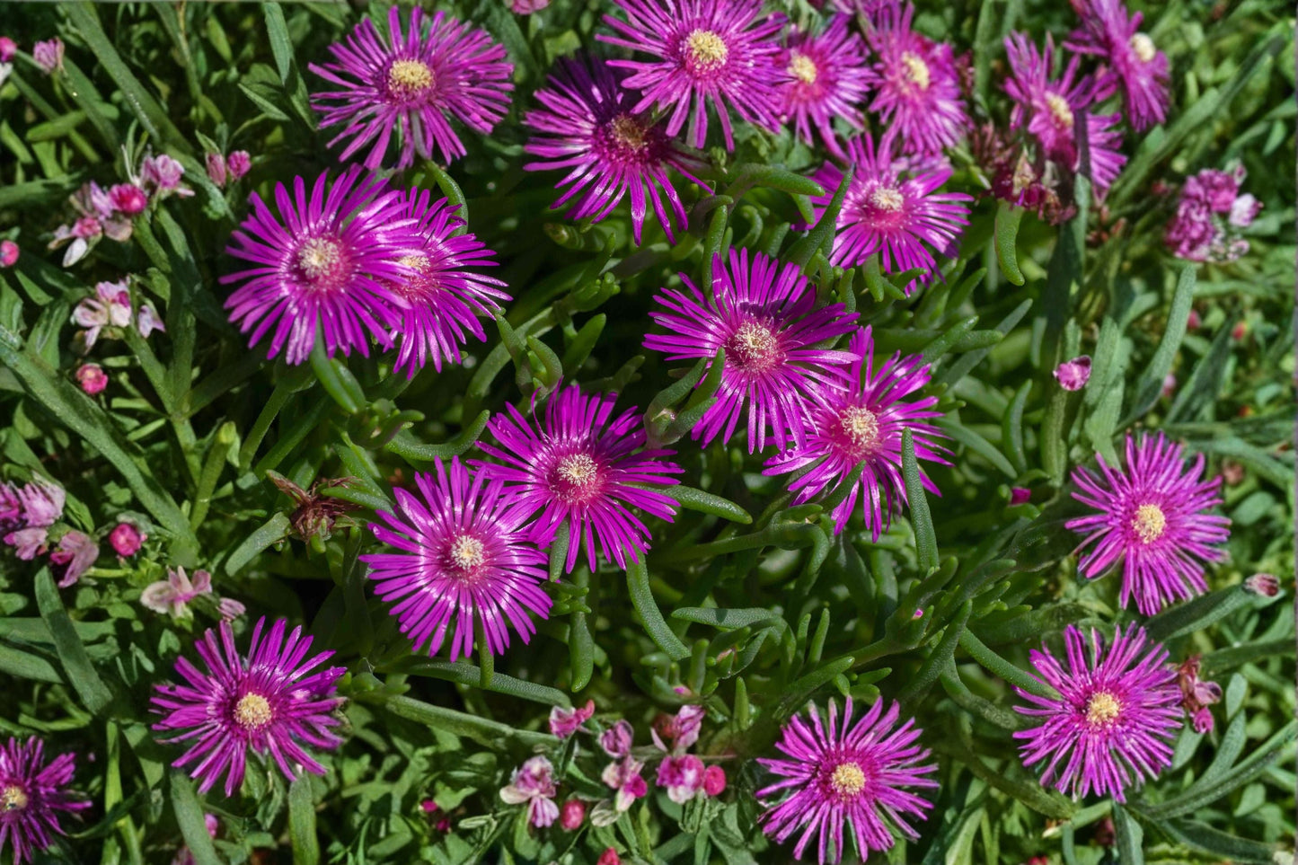 Purple Ice Plant ‘Desert Dancers’ - Drought Tolerant Delosperma Groundcover Succulent Plug