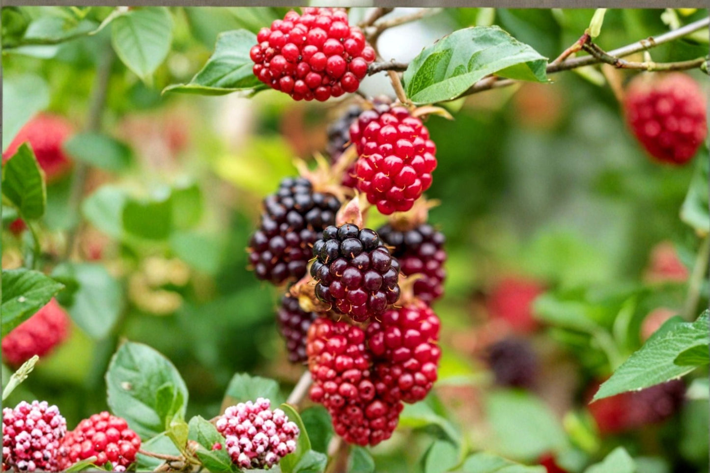 Thornless Boysenberry Plant | Blackberry Raspberry Hybrid | Edible Fruit Vine for Garden