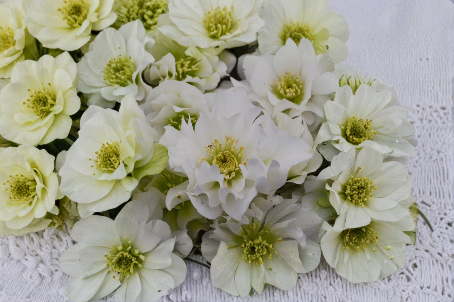 Hellebore ‘Father of the Bride’ White Lenten Rose - Winter Blooming Shade Perennial