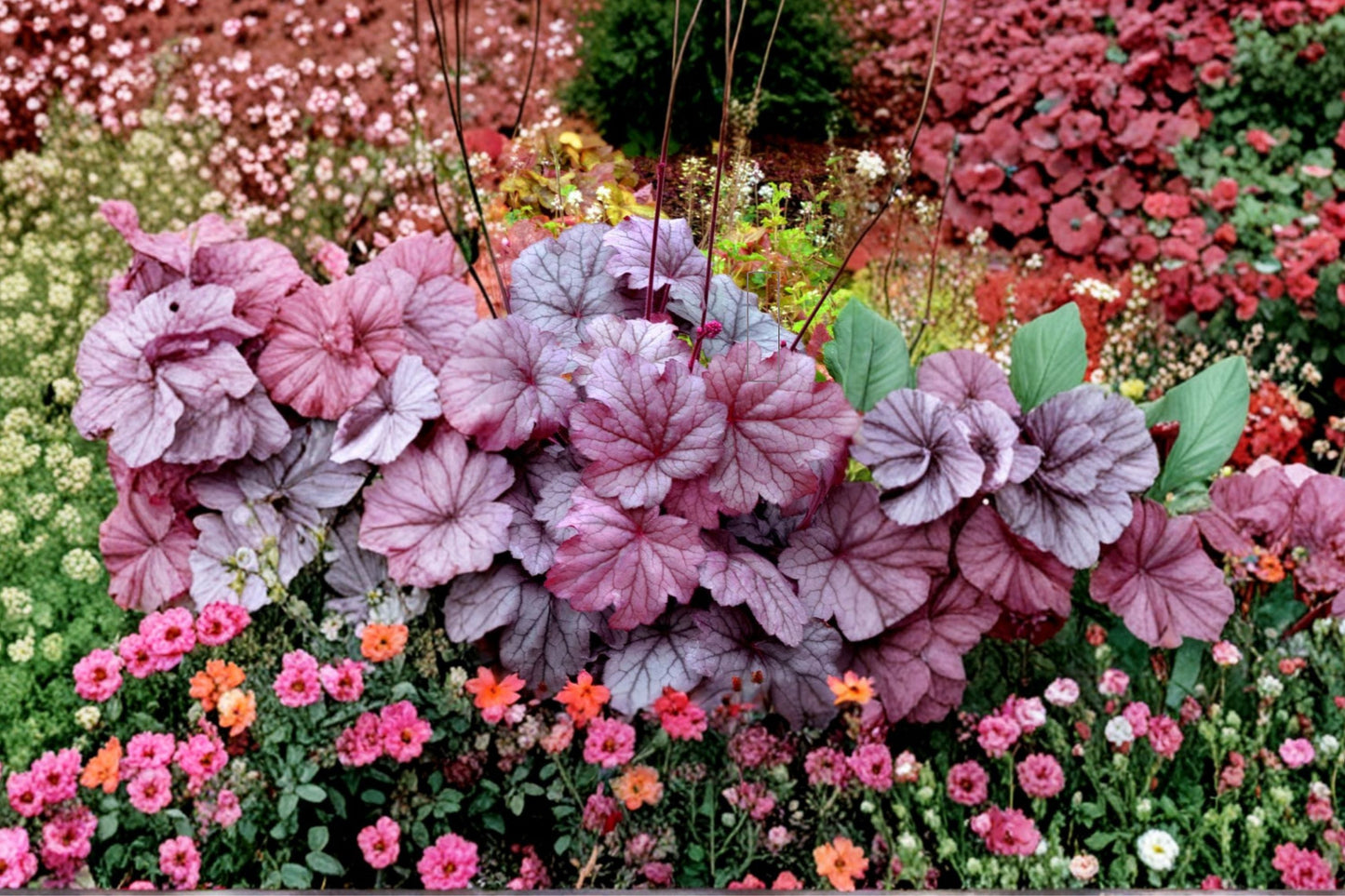 Heuchera ‘Georgia Plum’ - Evergreen Purple Coral Bells Perennial for Shade Gardens