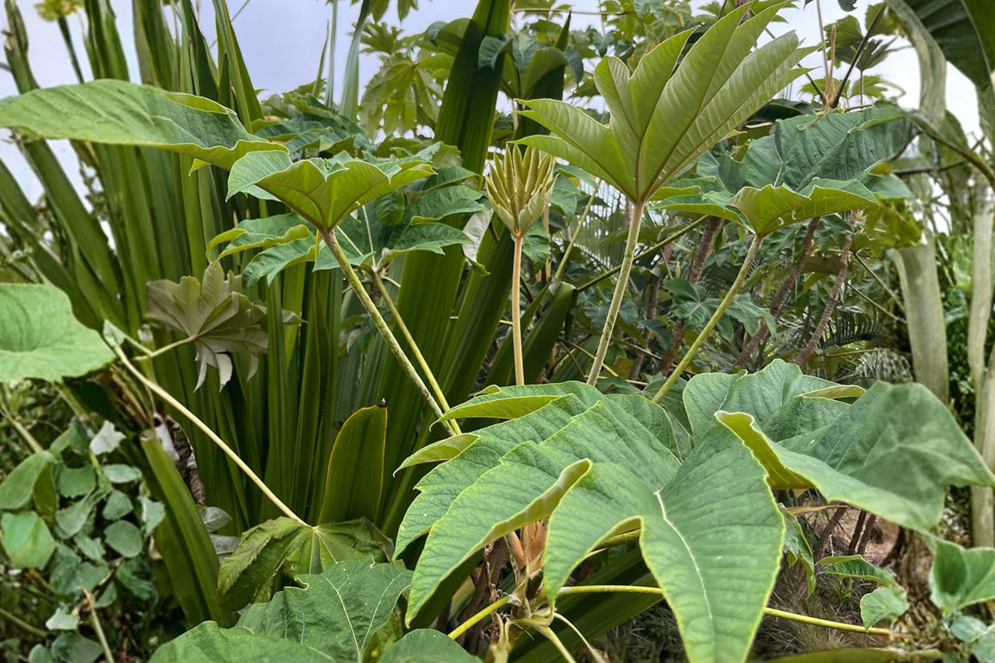 Tetrapanax ‘Rex’ Giant Rice Paper Plant – Fast Growing Tropical Privacy Shrub with Huge Leaves