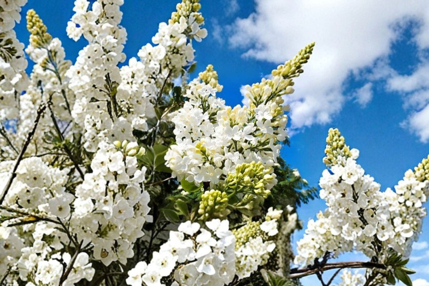 White Lilac ‘Madame Lemoine’ - Fragrant Double French Lilac Shrub | 1 Gallon Live Plant