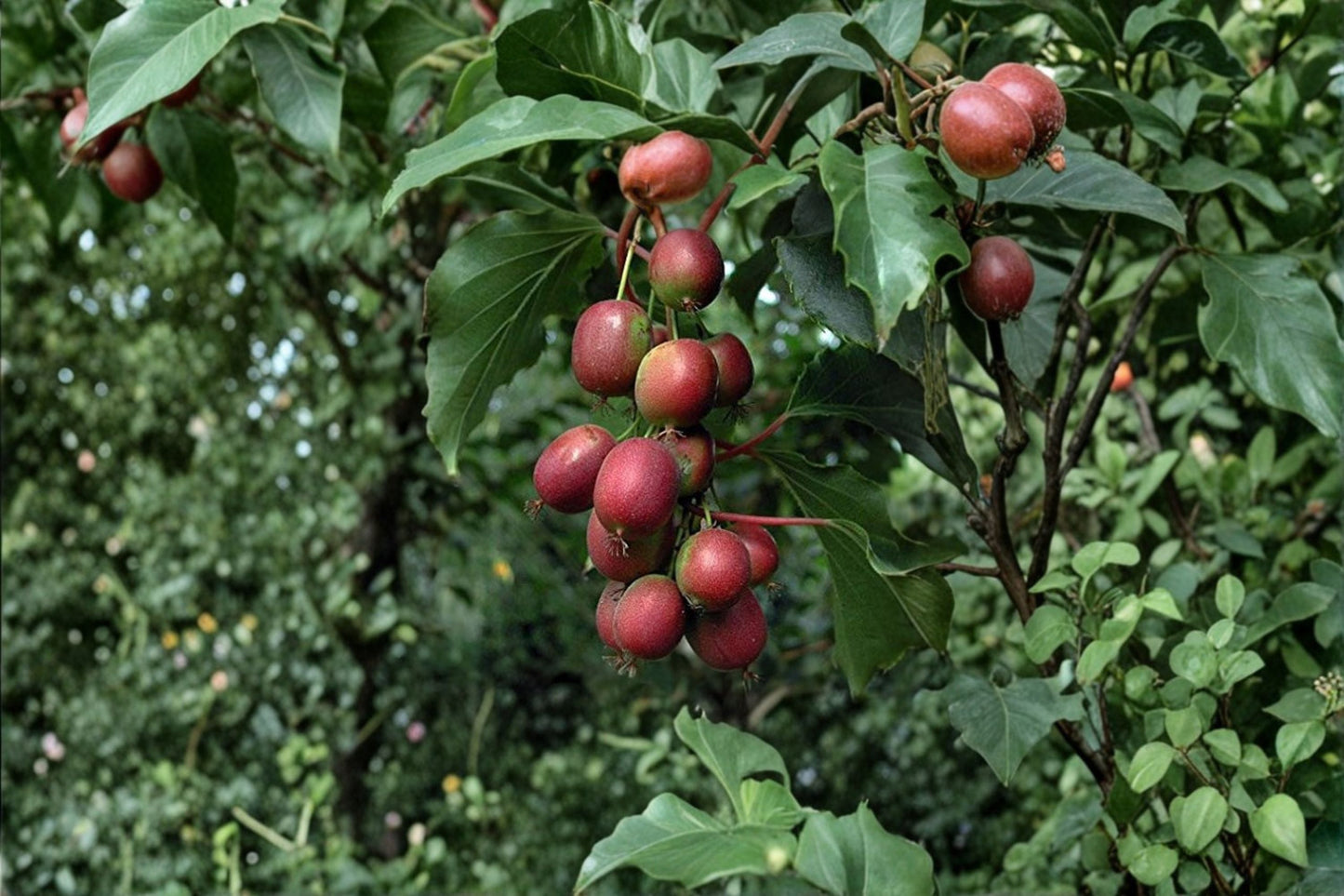 Red Hardy Kiwi ‘Ken’s Red’ Female Plant | Cold Hardy Edible Kiwi Vine with Red Fruit