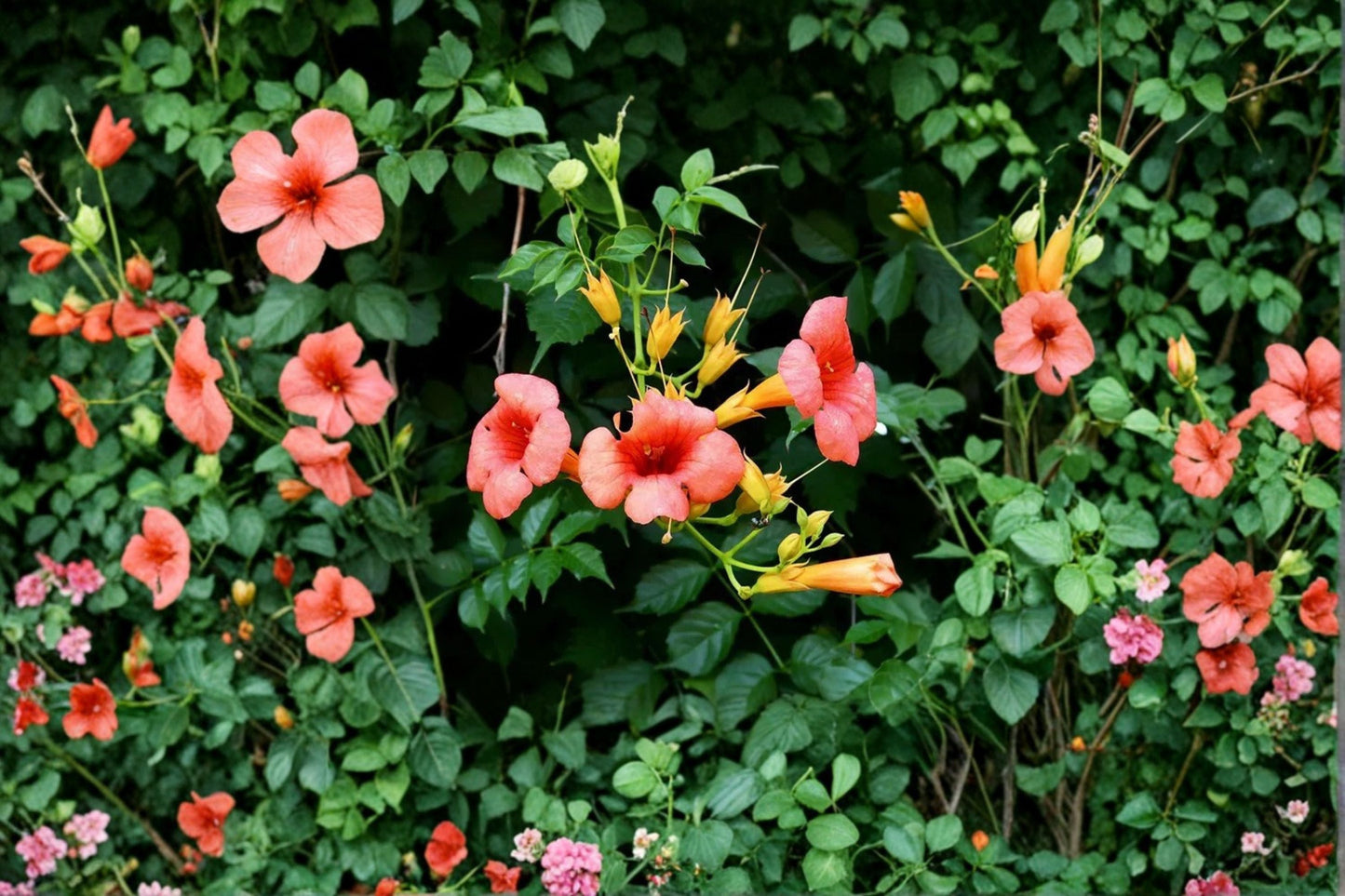 Trumpet Vine ‘Madame Galen’ – Fast Growing Orange Flowering Climbing Vine for Privacy & Trellises