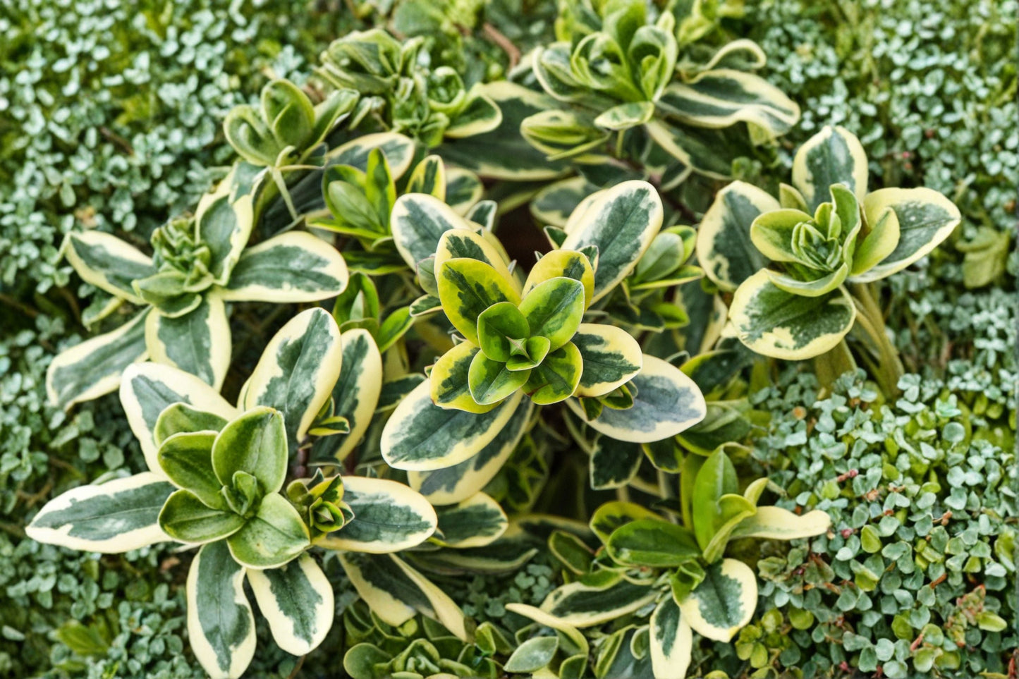 Hebe ‘Golden Katrina’ - Variegated Evergreen Shrub with Tricolor Foliage | 1 Gallon Live Plant
