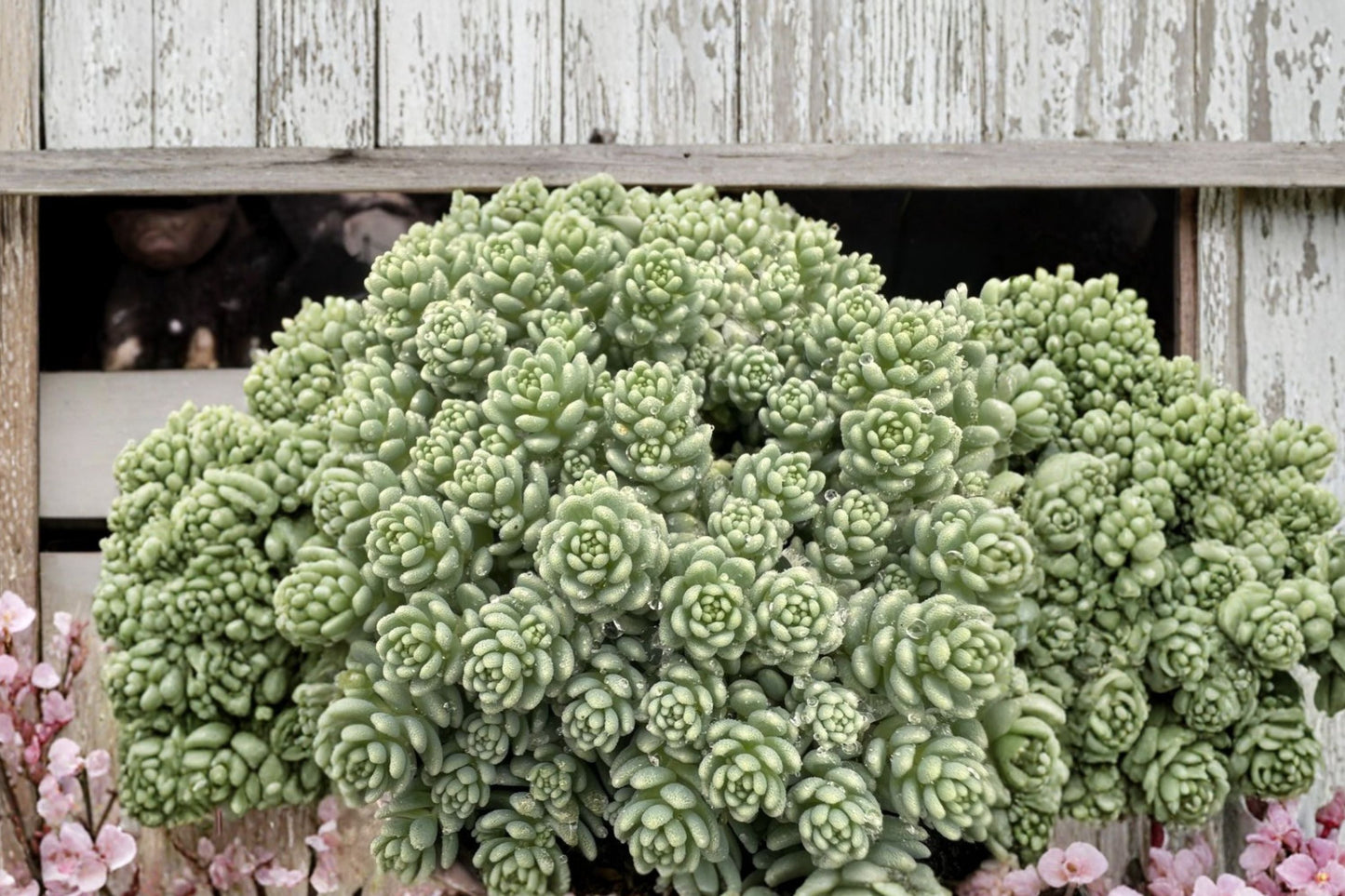 Sedum ‘Silver Roses’ - Blue Succulent Ground Cover in 3.5” Pot | Drought Tolerant Stonecrop Plant