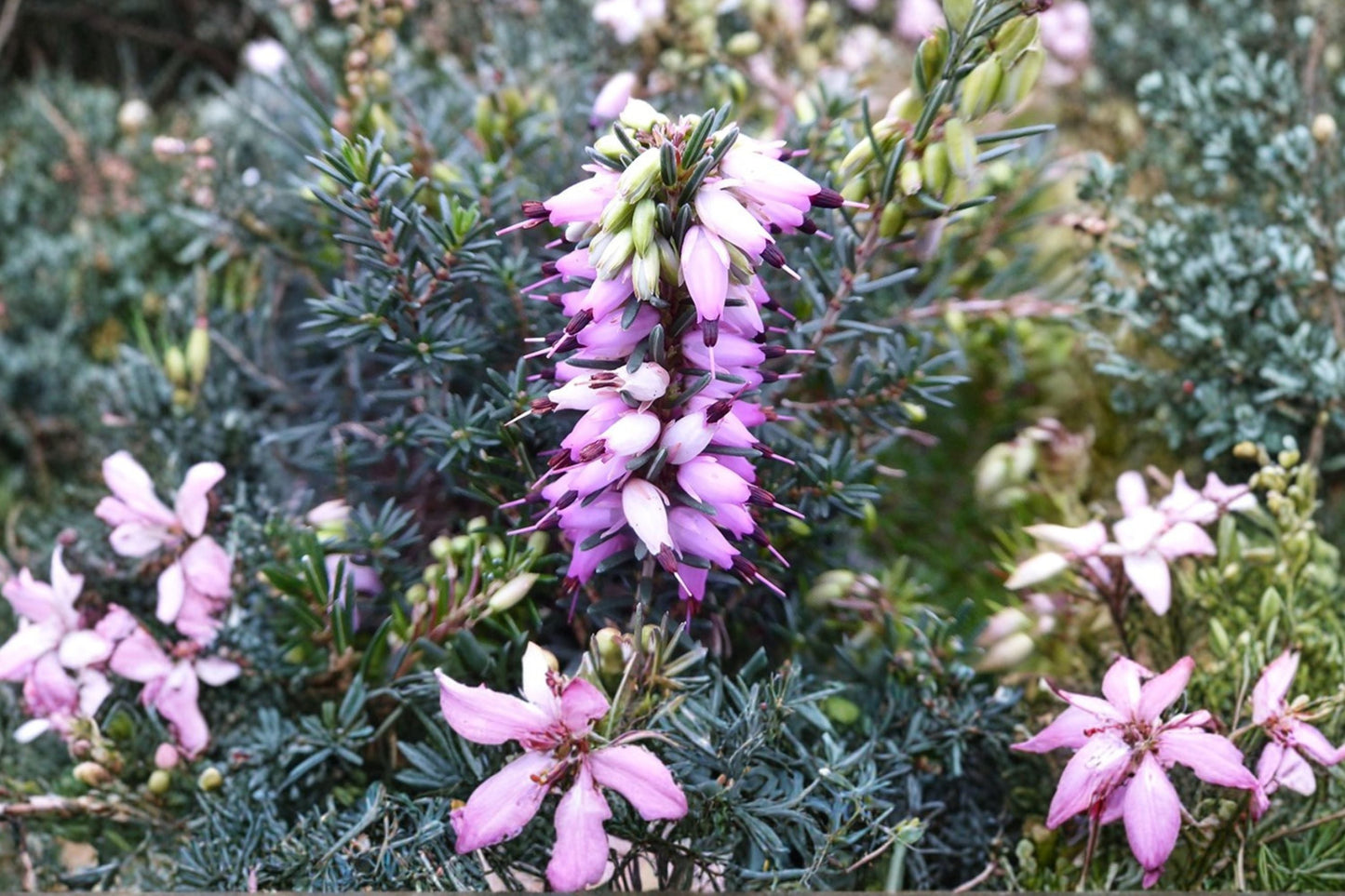 Erica x darleyensis ‘Furzey’ Winter Heather | Evergreen Shrub with Pink Blooms | Deer Resistant 1 Gallon