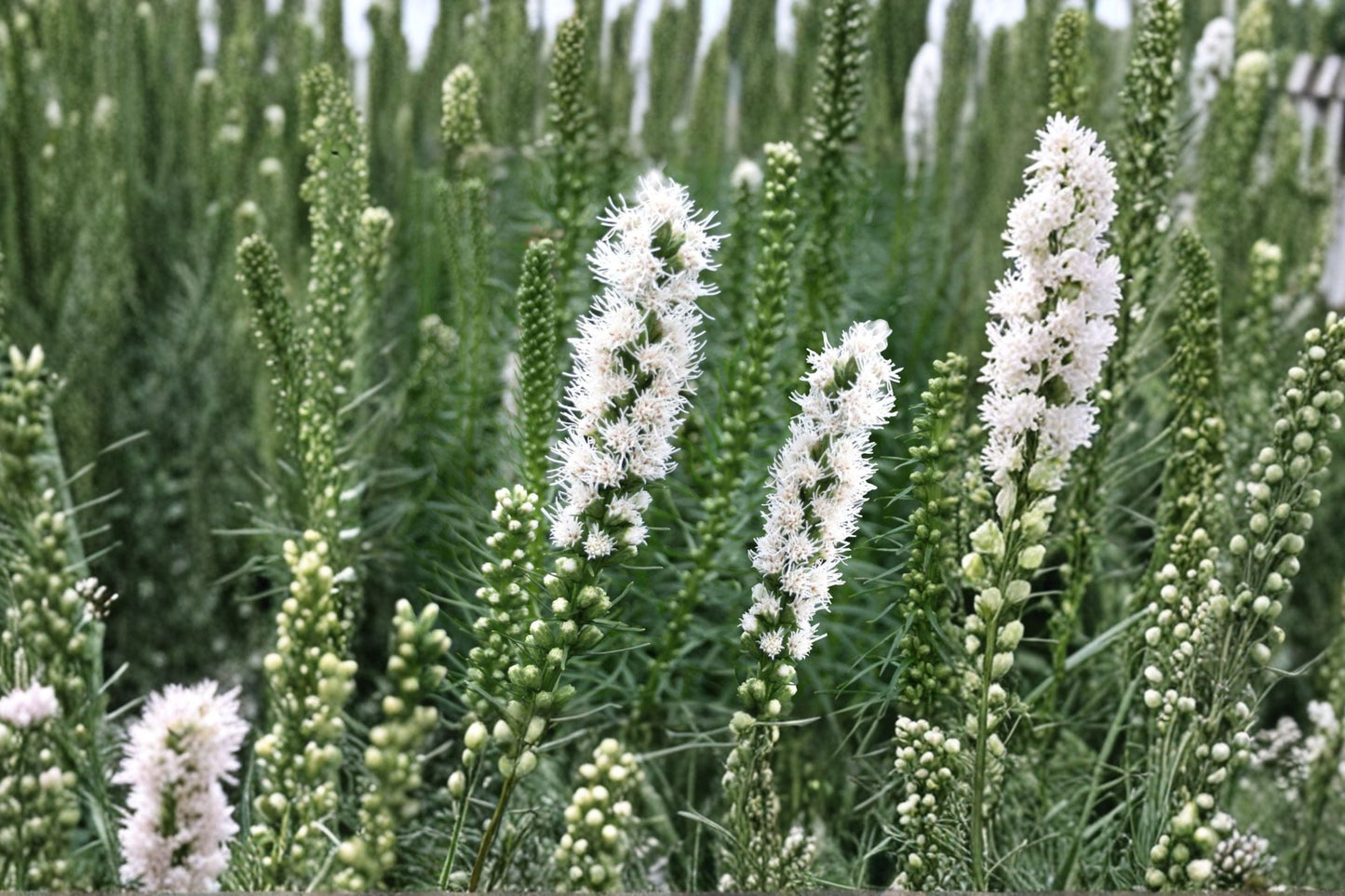 Liatris spicata ‘Floristan White’ | White Blazing Star Bareroot Perennial Bulb