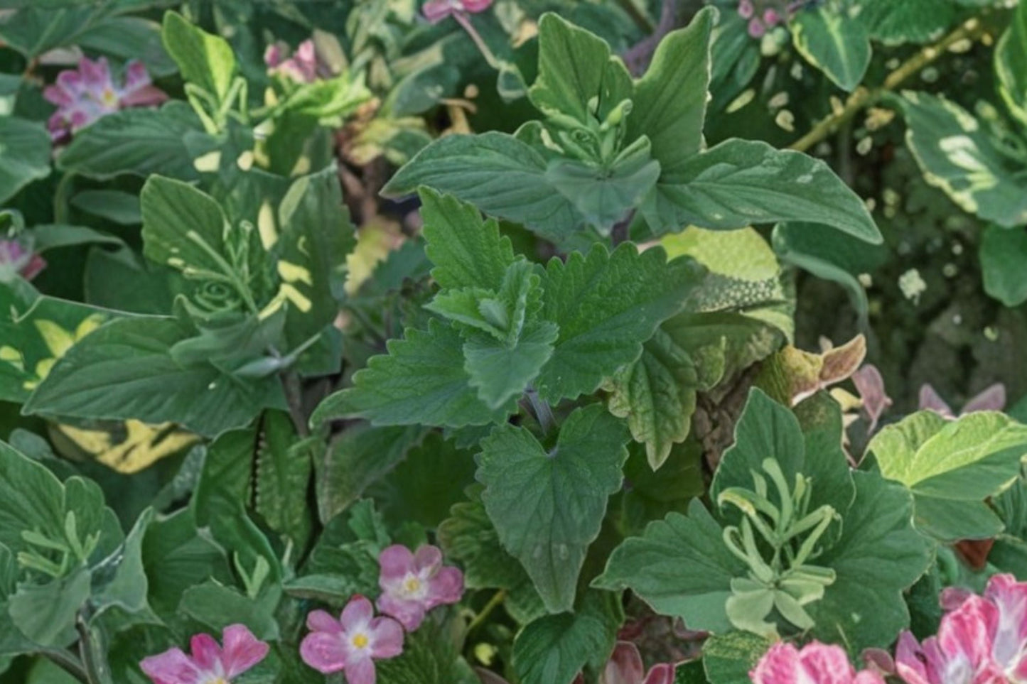 Catnip Plant | Nepeta cataria | Live Perennial Herb | Pollinator-Friendly Catmint