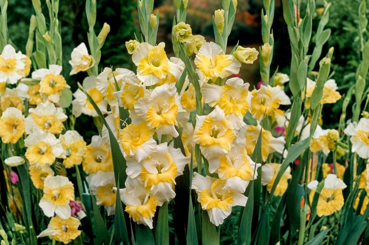 Gladiolus ‘Buggy’ White & Yellow Sword Lily Bulbs | Tall Summer Blooming Perennial