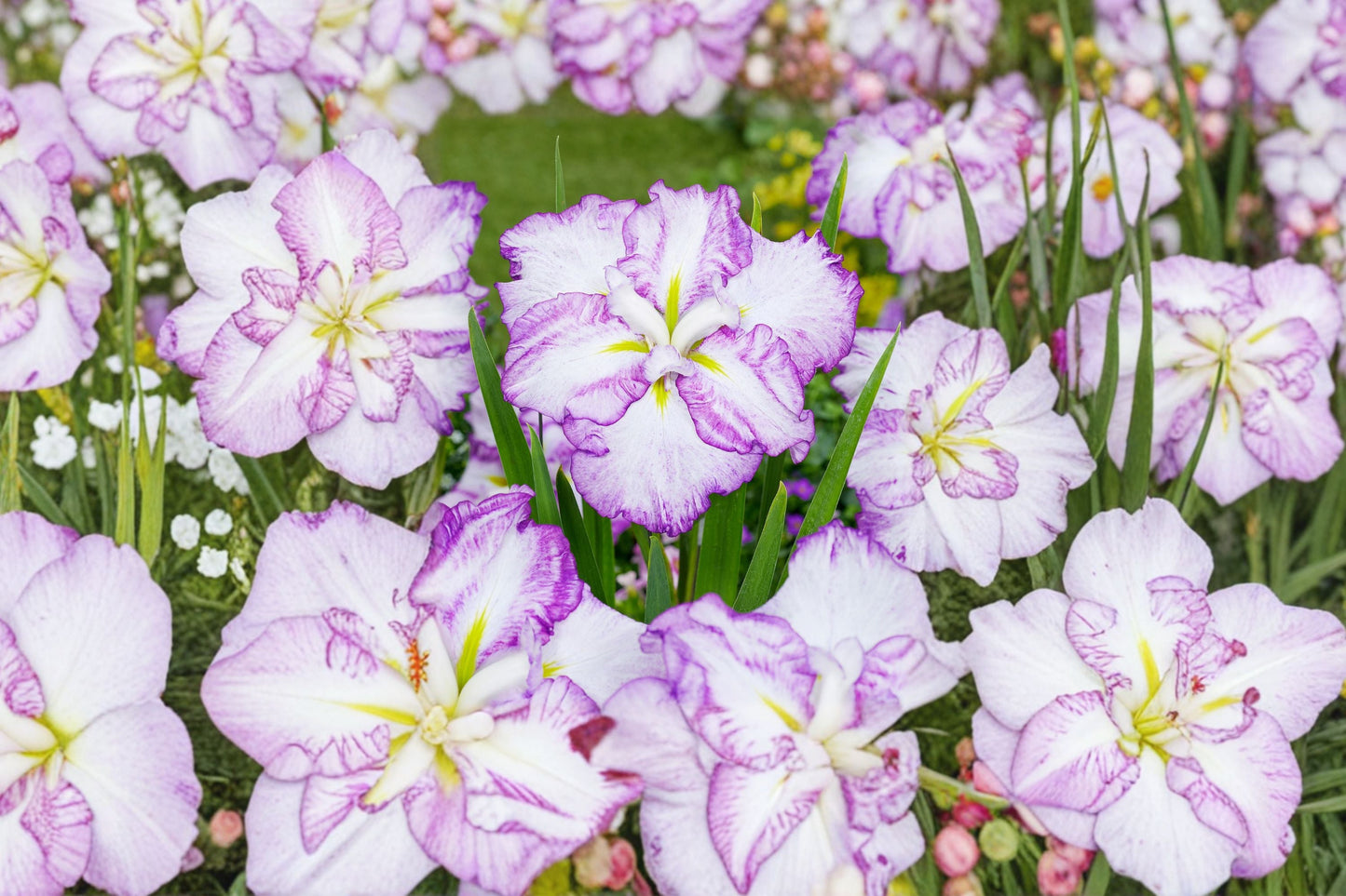 Iris ensata ‘Carrot Cake’ | Japanese Water Iris | Large White & Lavender-Blue Flowers | Moisture Loving Perennial