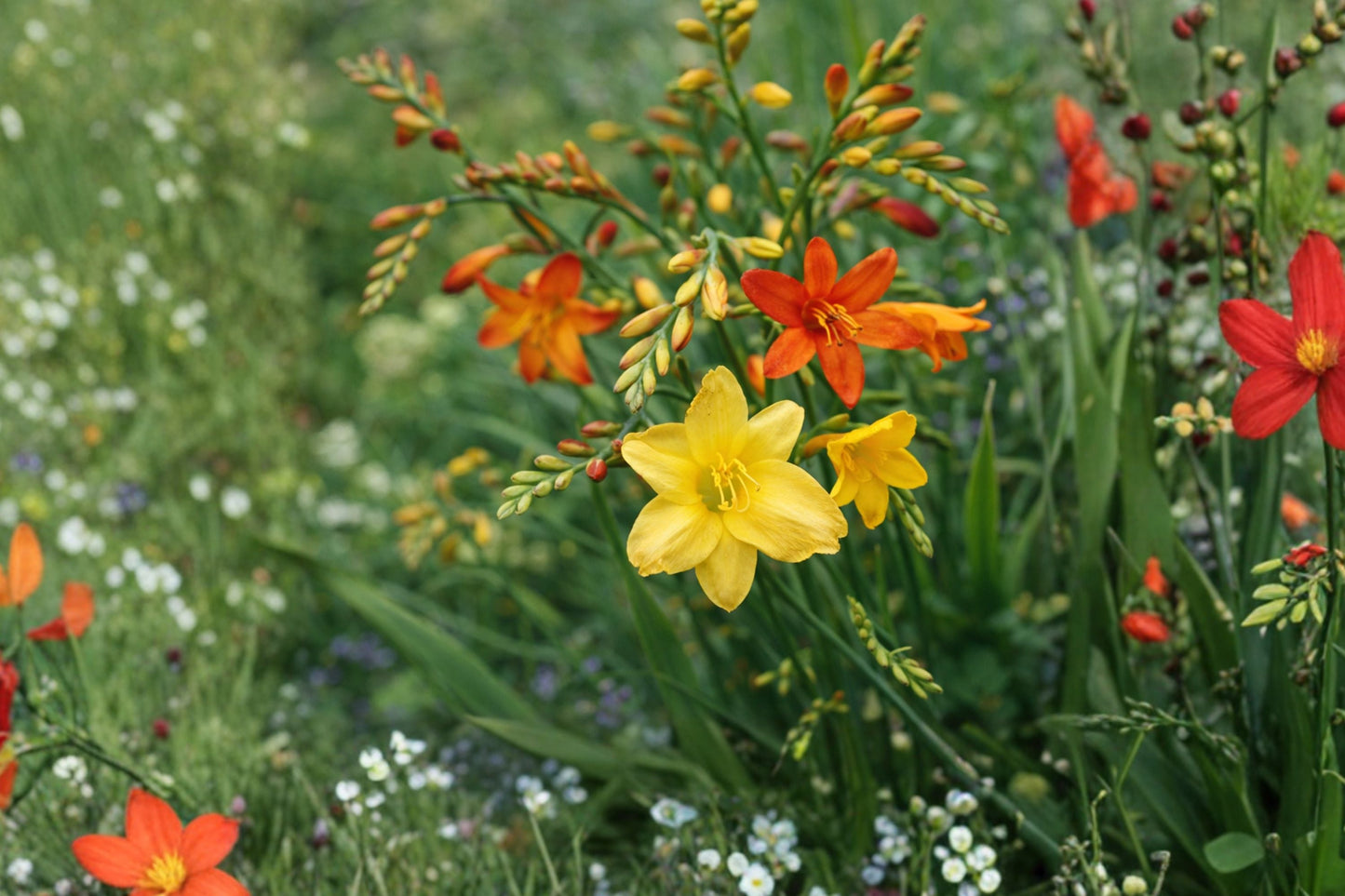 5 Bareroot Crocosmia Mix | Grower’s Choice Montbretia Collection | Pollinator-Friendly Summer Perennials