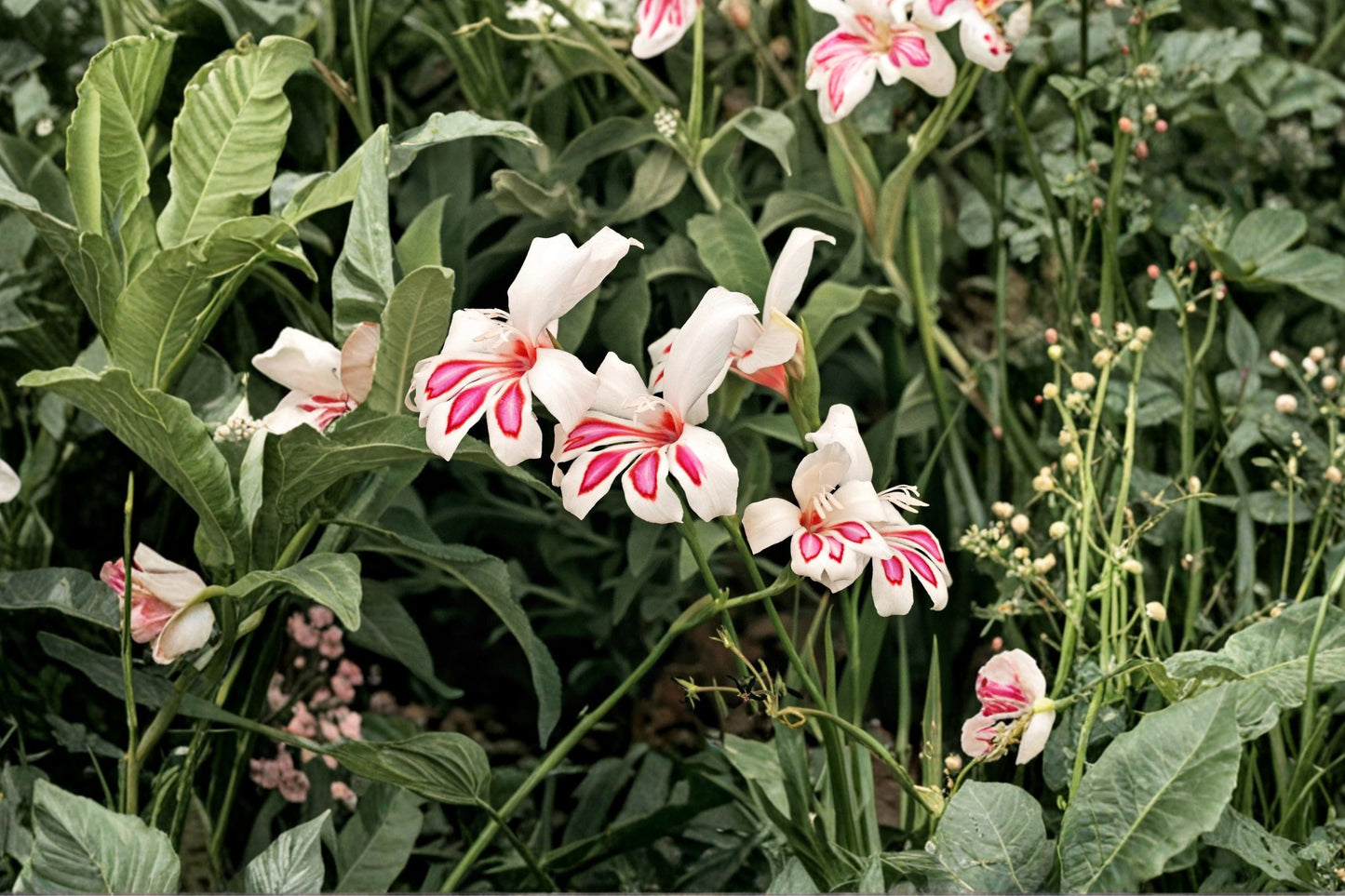 Gladiolus 'Prins Claus' Hardy Dwarf Gladiolus Bulbs | White & Pink Sword Lily for Containers & Borders