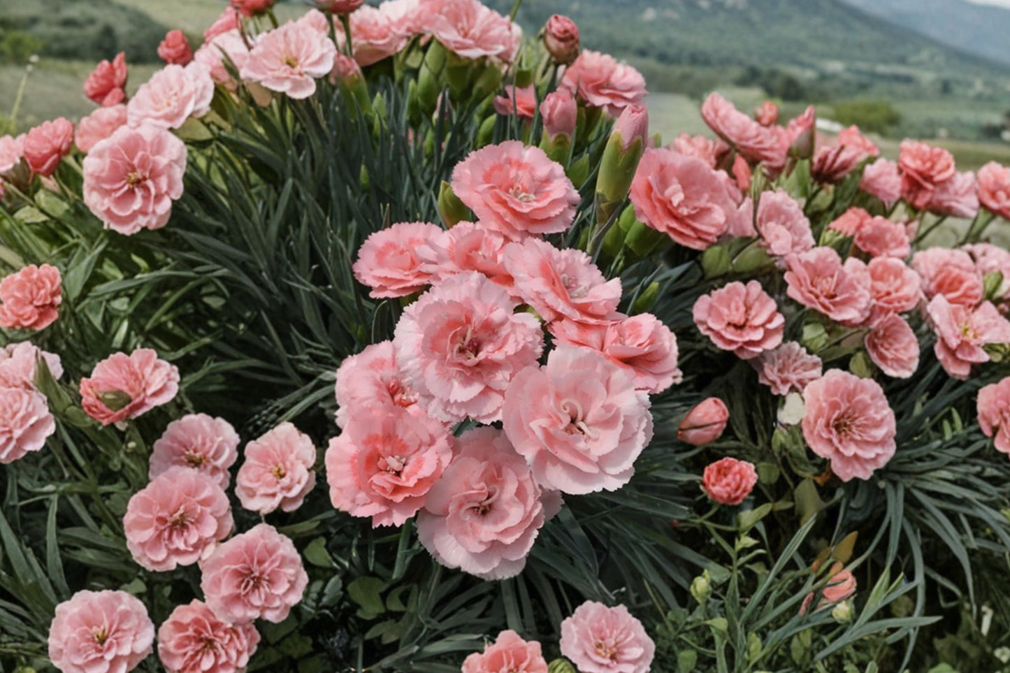 Dianthus ‘Scent First Romance’ - Fragrant Pink Carnation Perennial, Deer Resistant, Double Bloom