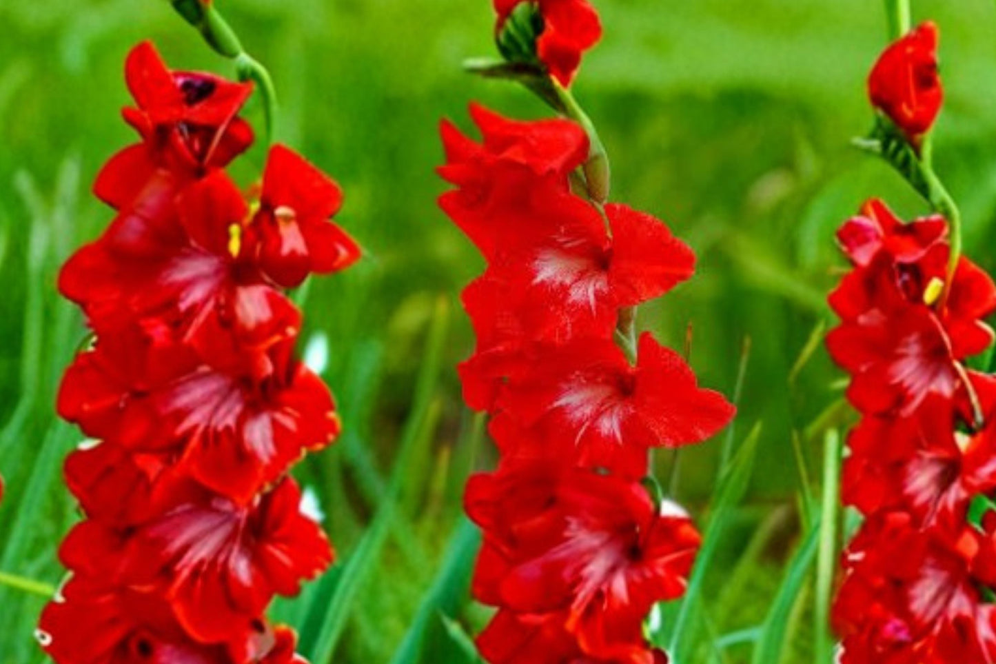 Gladiolus Glamini ‘Tom’ | Red Compact Gladiolus Bulbs | Dwarf Sword Lily | Summer Blooming Cut Flower