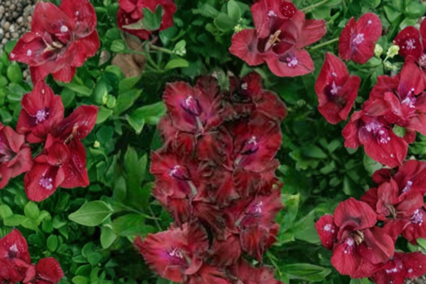 Gladiolus 'Merlot Ice' Burgundy Gladiolus Bulbs | White Edge Sword Lily | Tall Summer Blooming Cut Flowers