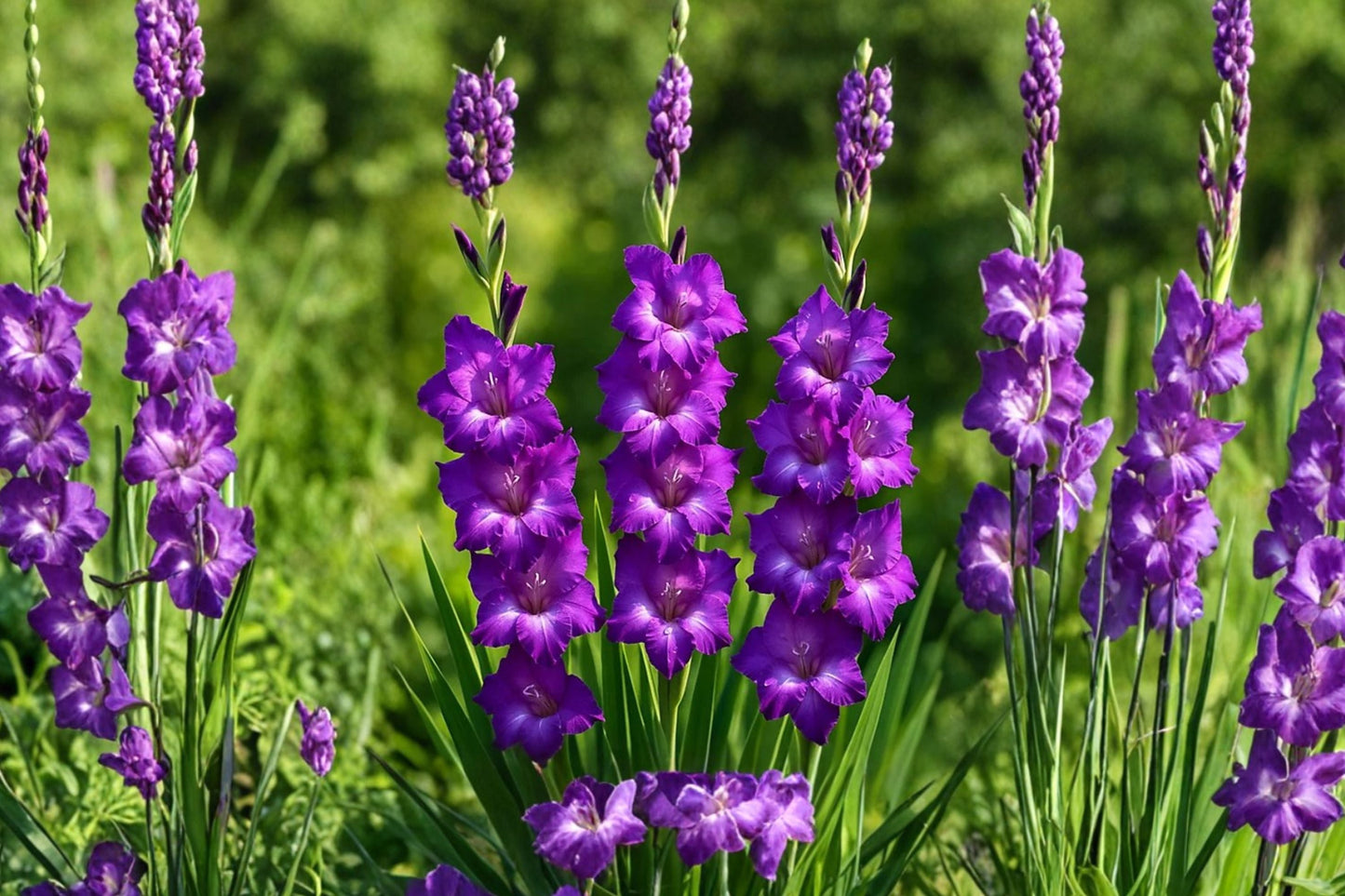 Gladiolus 'Desoto' Soft Purple Gladiolus Bulbs | Tall Sword Lily | Pollinator Friendly Summer Blooms