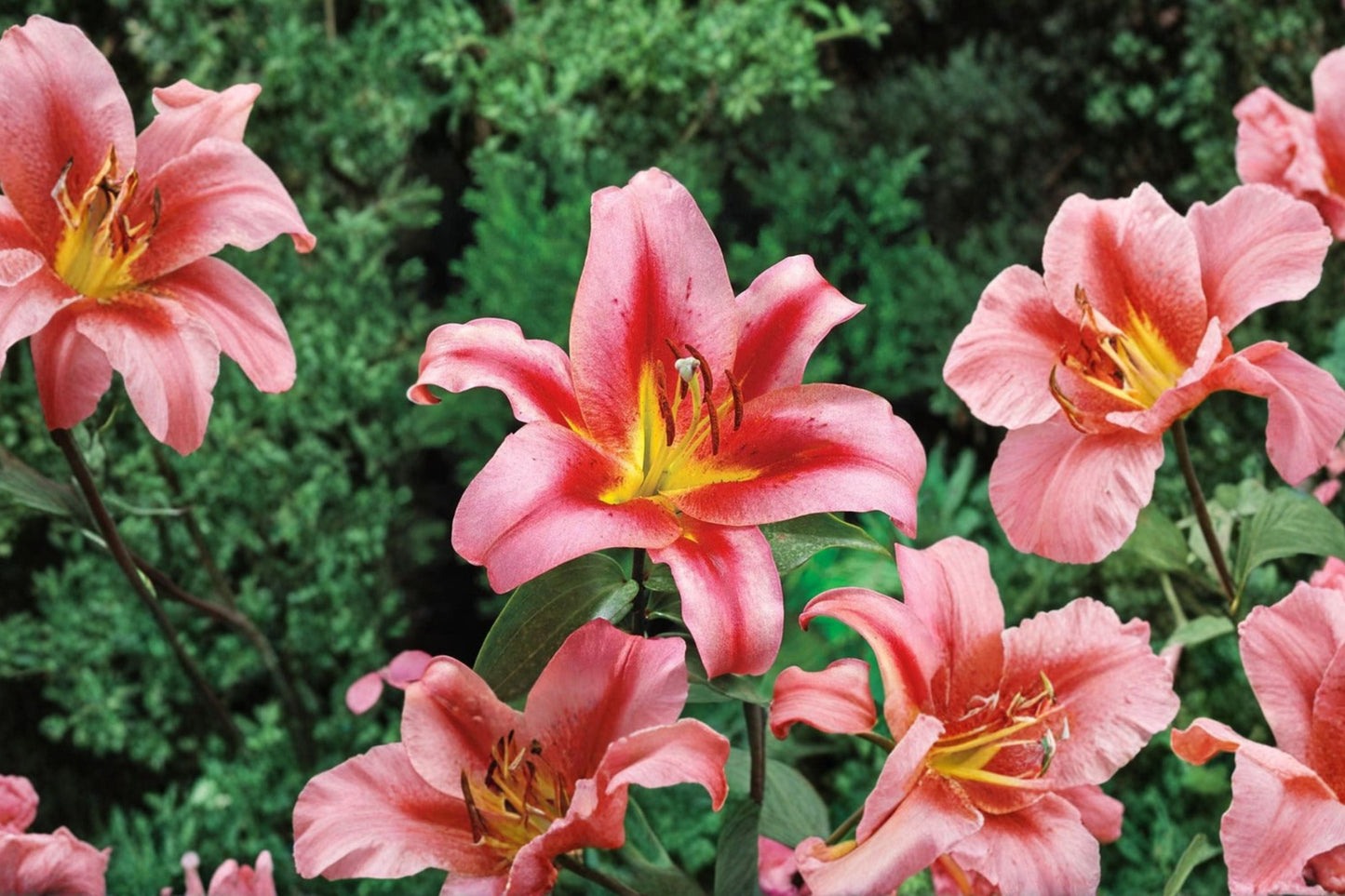 Lilium 'Olympic Torch' | Giant Orienpet Lily Bulb | Fragrant Pink Perennial Flower