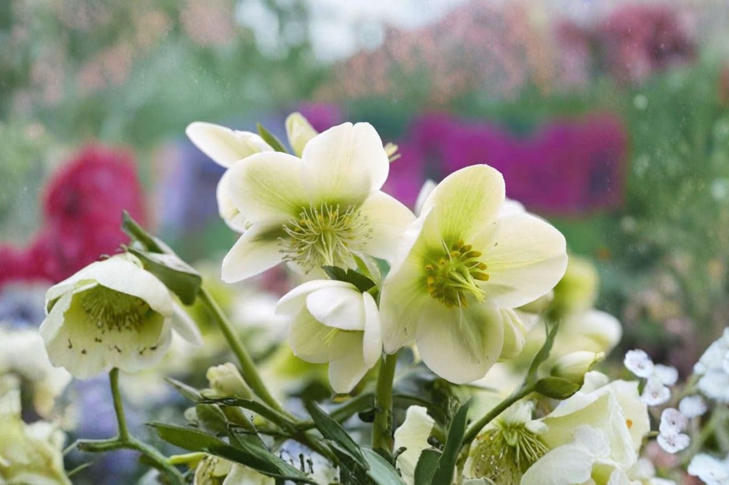 Lenten Rose 'Pacific Frost' | Variegated Evergreen Hellebore | White Flower Perennial Shade Plant