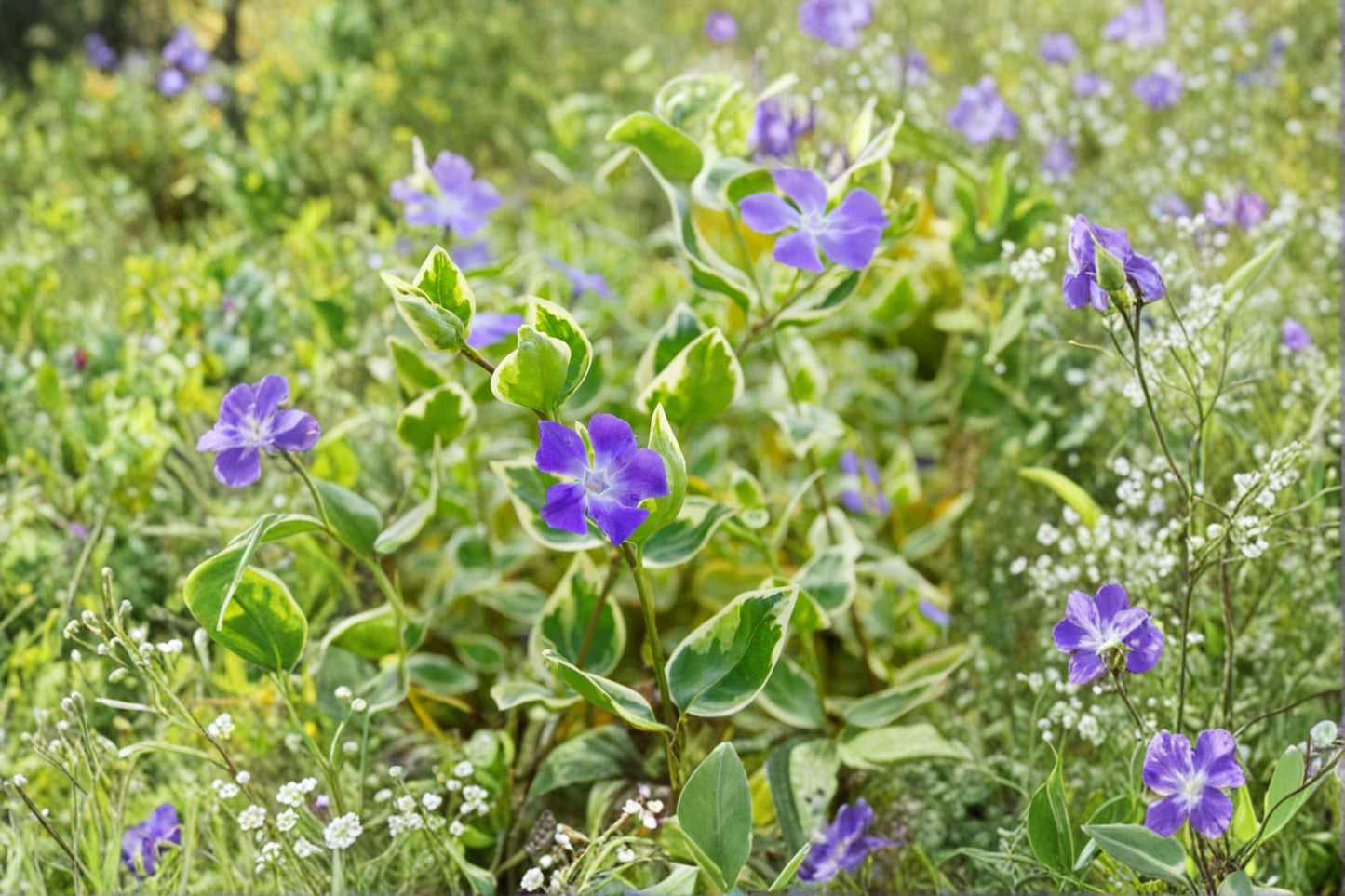 Vinca minor 'Evelyn' | Variegated Periwinkle Evergreen Groundcover with White Flowers