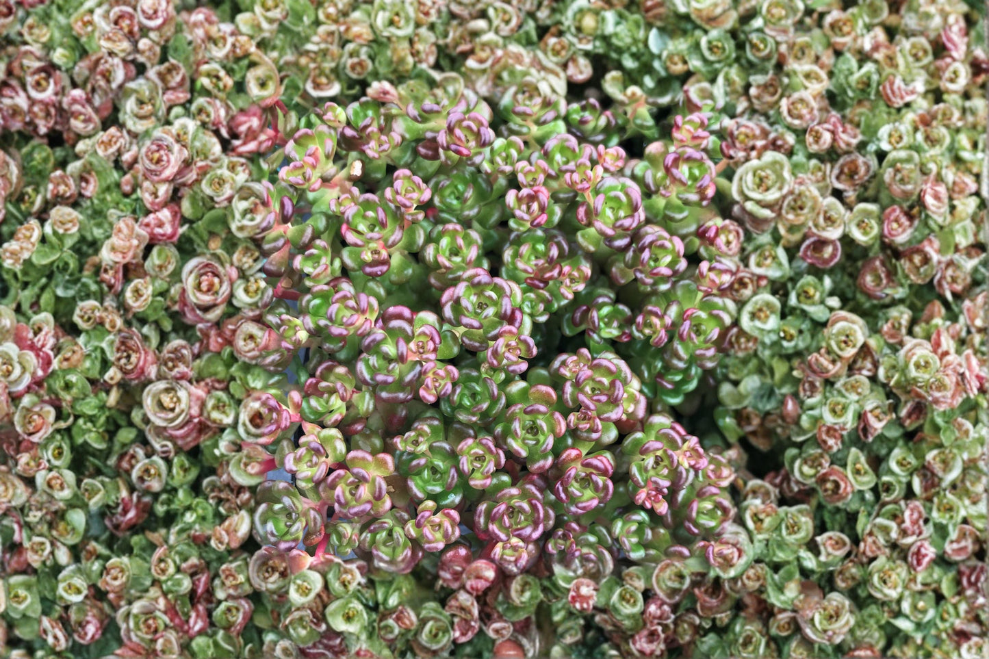Sedum oreganum | Pacific Native Stonecrop | Evergreen Succulent Groundcover