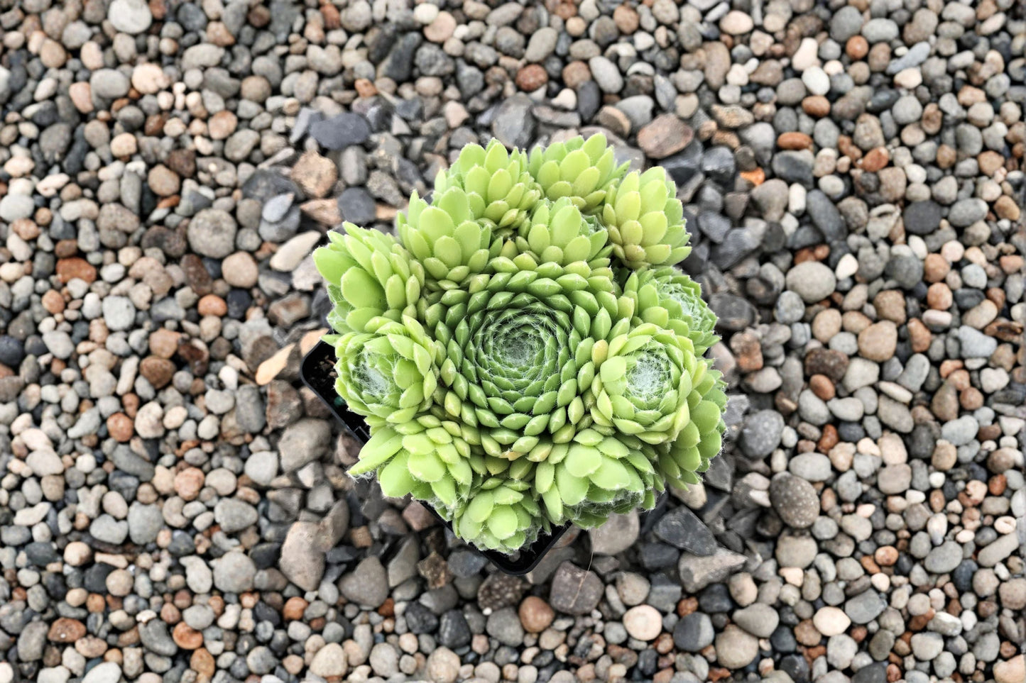 Sempervivum 'Red Nails' | Cold Hardy Evergreen Succulent | Color Changing Hens and Chicks
