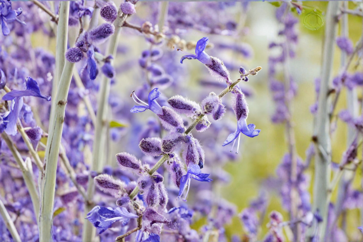 Perovskia 'Little Spire' | Compact Russian Sage with Lavender-Blue Flowers | Drought Tolerant Perennial