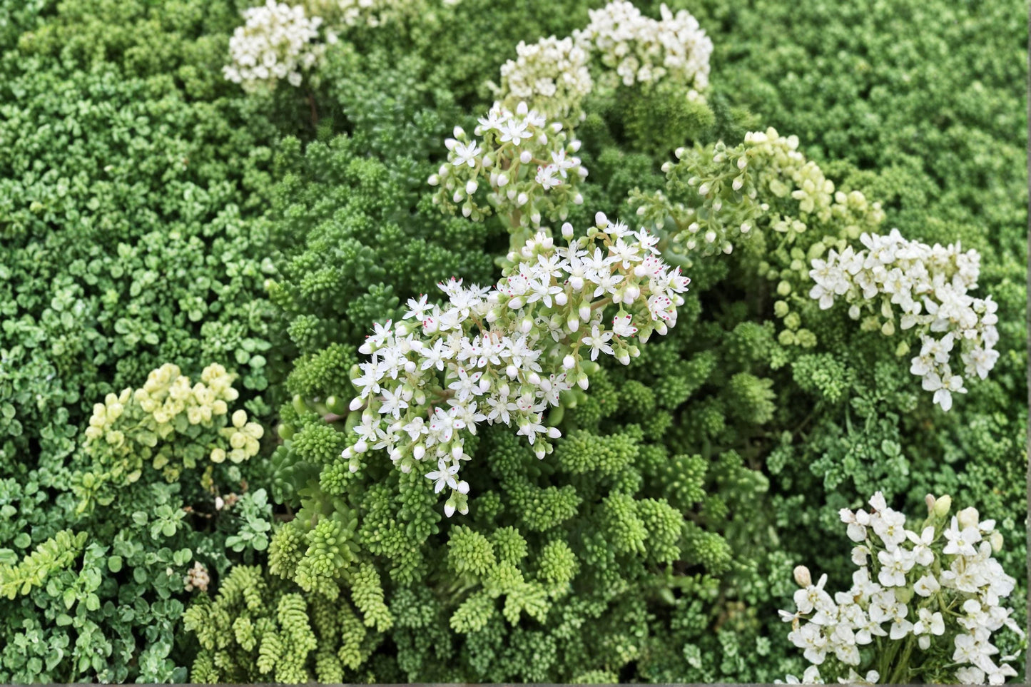 Sedum borchii 'Sport' | Evergreen Lime Green Succulent Groundcover
