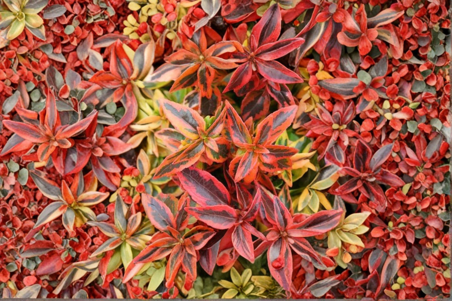 Abelia 'Kaleidoscope' Variegated Evergreen Shrub with Color Changing Foliage