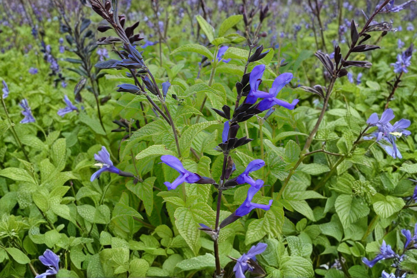 Salvia 'Black and Blue' | Blue Anise Sage | Hummingbird & Pollinator Perennial | 1 Gallon Pot