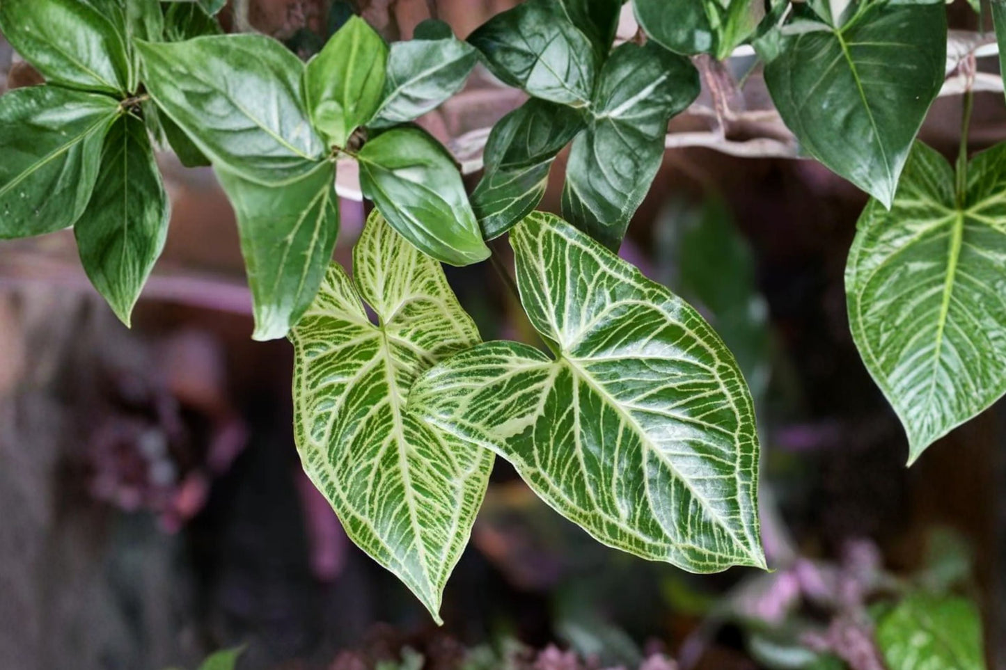 Syngonium Batik Plant – Variegated Arrowhead Vine – Easy Care Tropical Indoor Houseplant