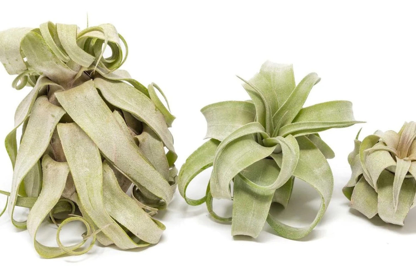 Tillandsia Streptophylla Air Plant Medium – Curly No Soil Indoor Houseplant Easy Care