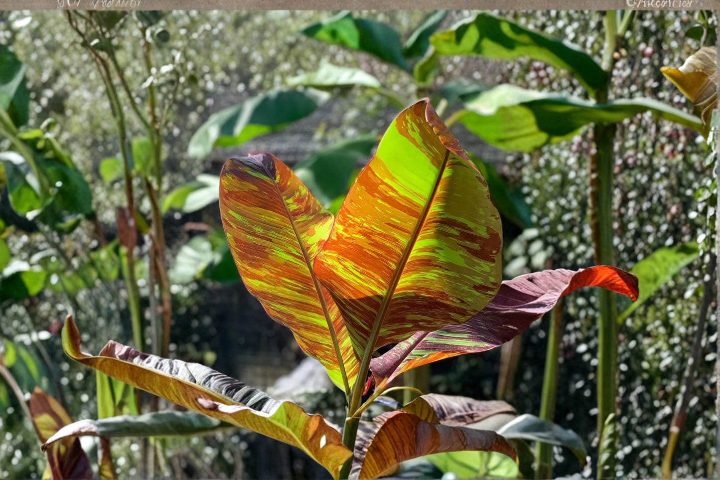 Musa Siam Ruby Banana Plant – Rare Red Variegated Tropical Banana Tree for Patio & Containers