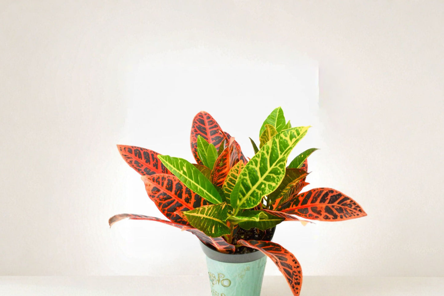 Croton Cocktail Plant Pack of 2 – Colorful Tropical Indoor Houseplants with Vibrant Multi-Colored Foliage