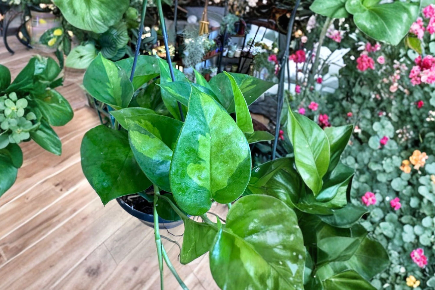 Global Green Pothos (2 Pack) – Rare Variegated Epipremnum Aureum – Easy Care Trailing Indoor Plant
