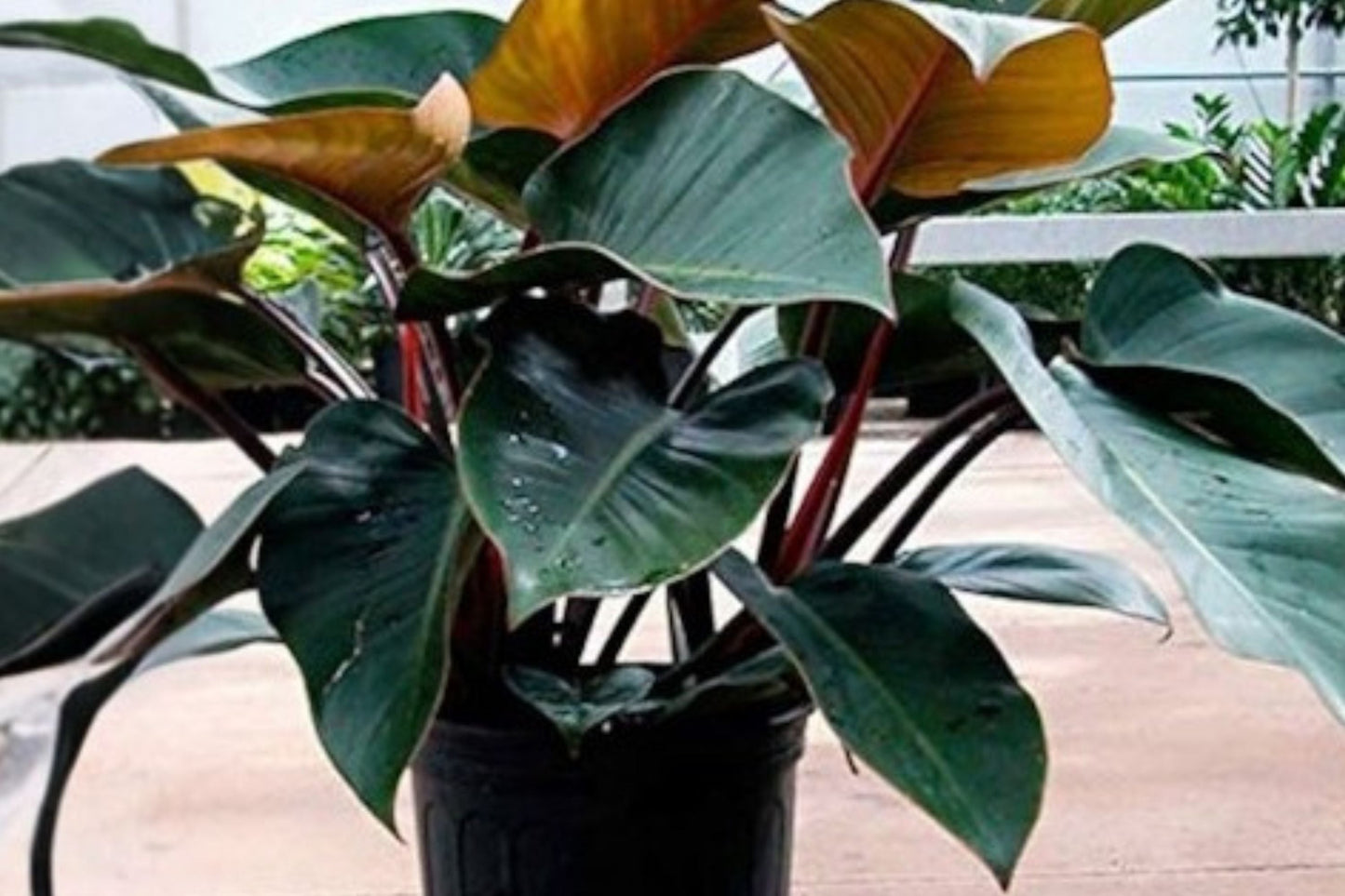 Philodendron Red Congo - Burgundy Foliage, Self-Heading Upright Tropical Houseplant, Easy Care Indoor Plant