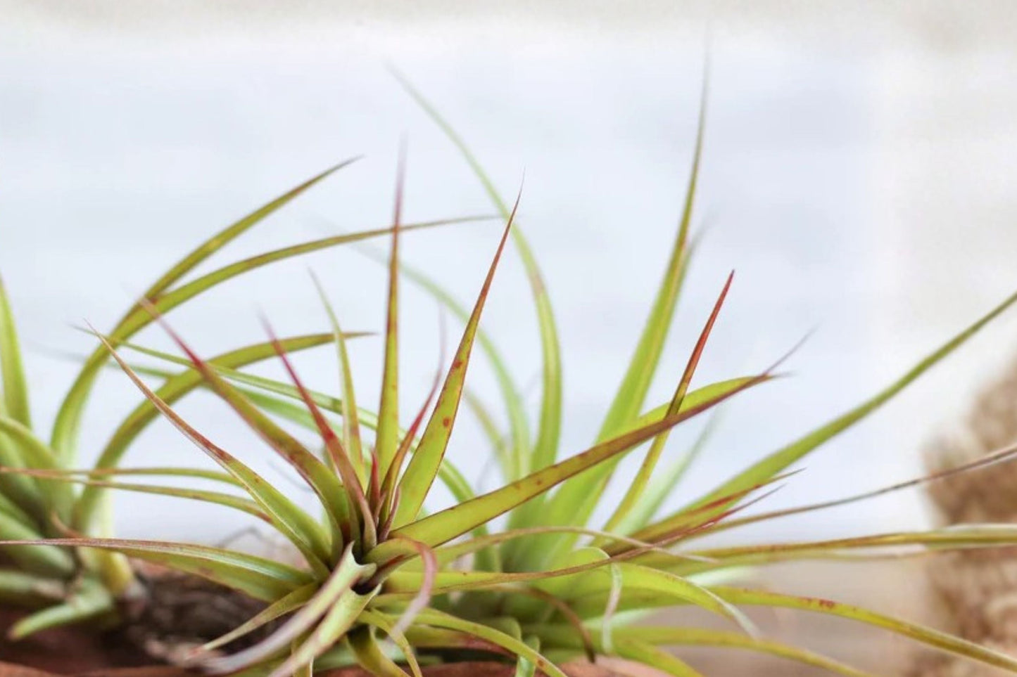 Tillandsia ‘Sparkler’ Air Plant 5–7” – Hybrid Blooming Indoor Air Plant with Red & Purple Spikes