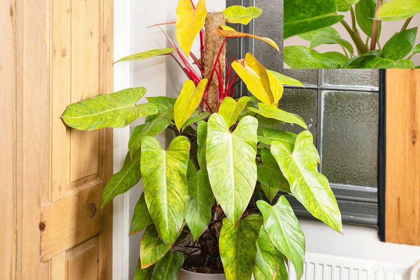 Philodendron Painted Lady – Rare Variegated Climbing Aroid with Color-Changing Foliage
