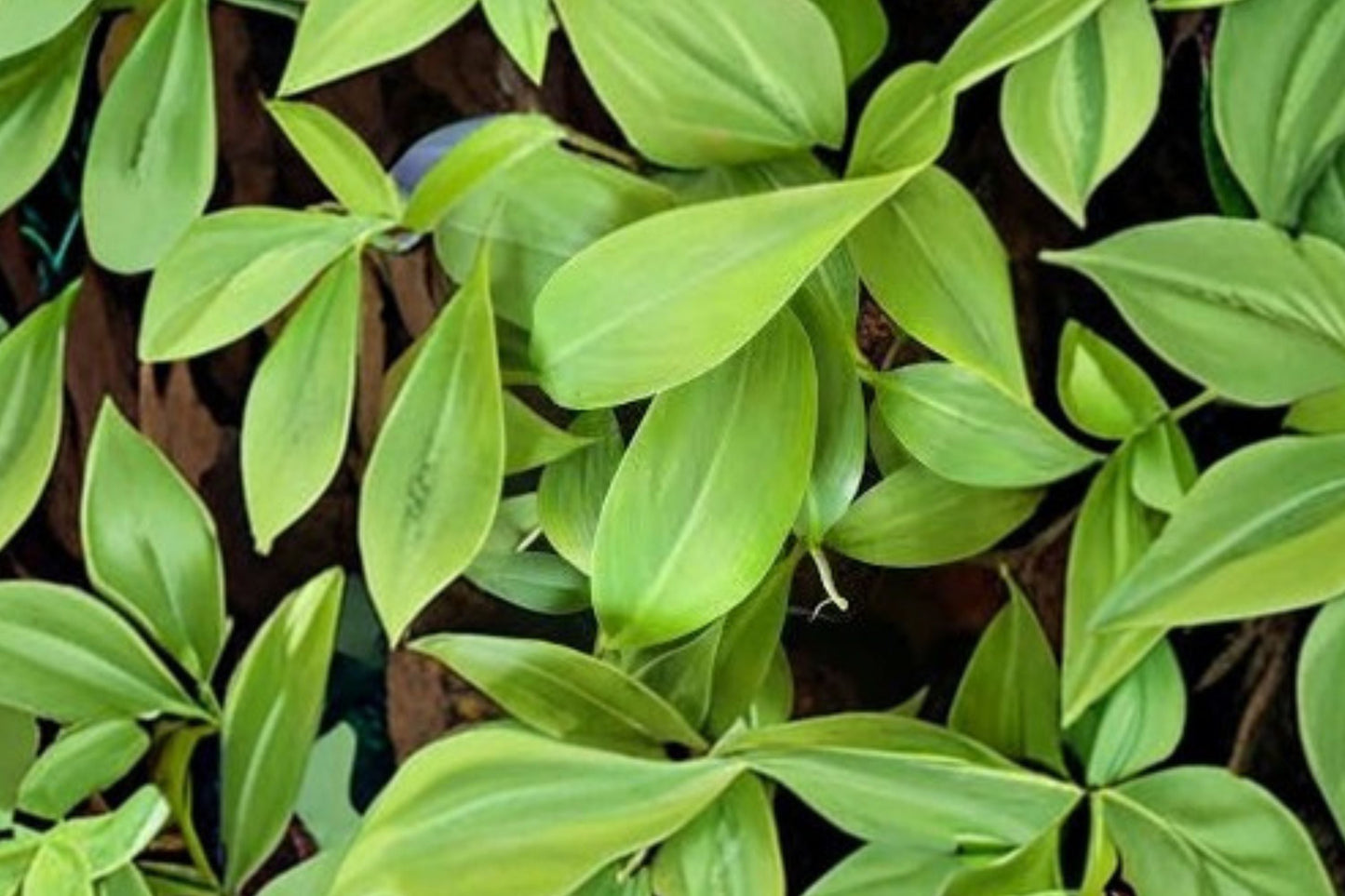 Musa Basjoo Banana Tree – Cold Hardy Live Rooted Banana Plant for Zone 5 Gardens
