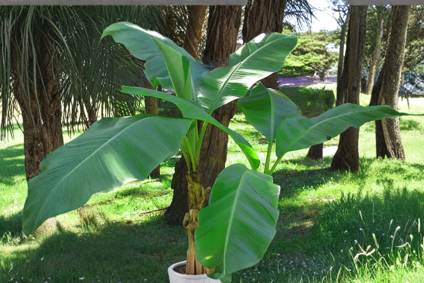 2 Musa Basjoo Banana Plants – Cold Hardy Banana Trees for USDA Zones 5-10 – Live Rooted Tropical Plants Bundle