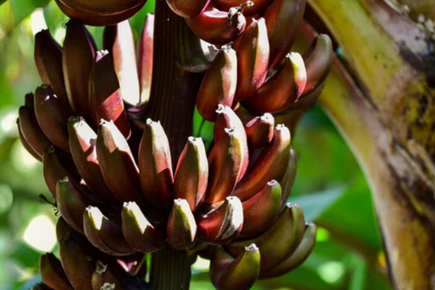 Cuban Red Banana Plant (Red Dacca) – Exotic Tropical Fruit Tree with Sweet Red Bananas