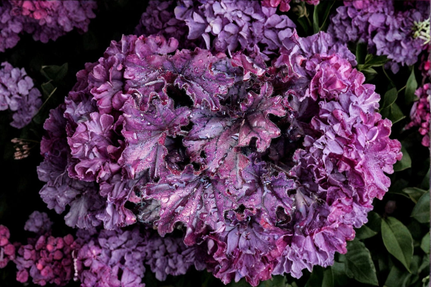 Heuchera ‘Forever Purple’ – Evergreen Purple Coral Bells Perennial for Shade Gardens & Containers