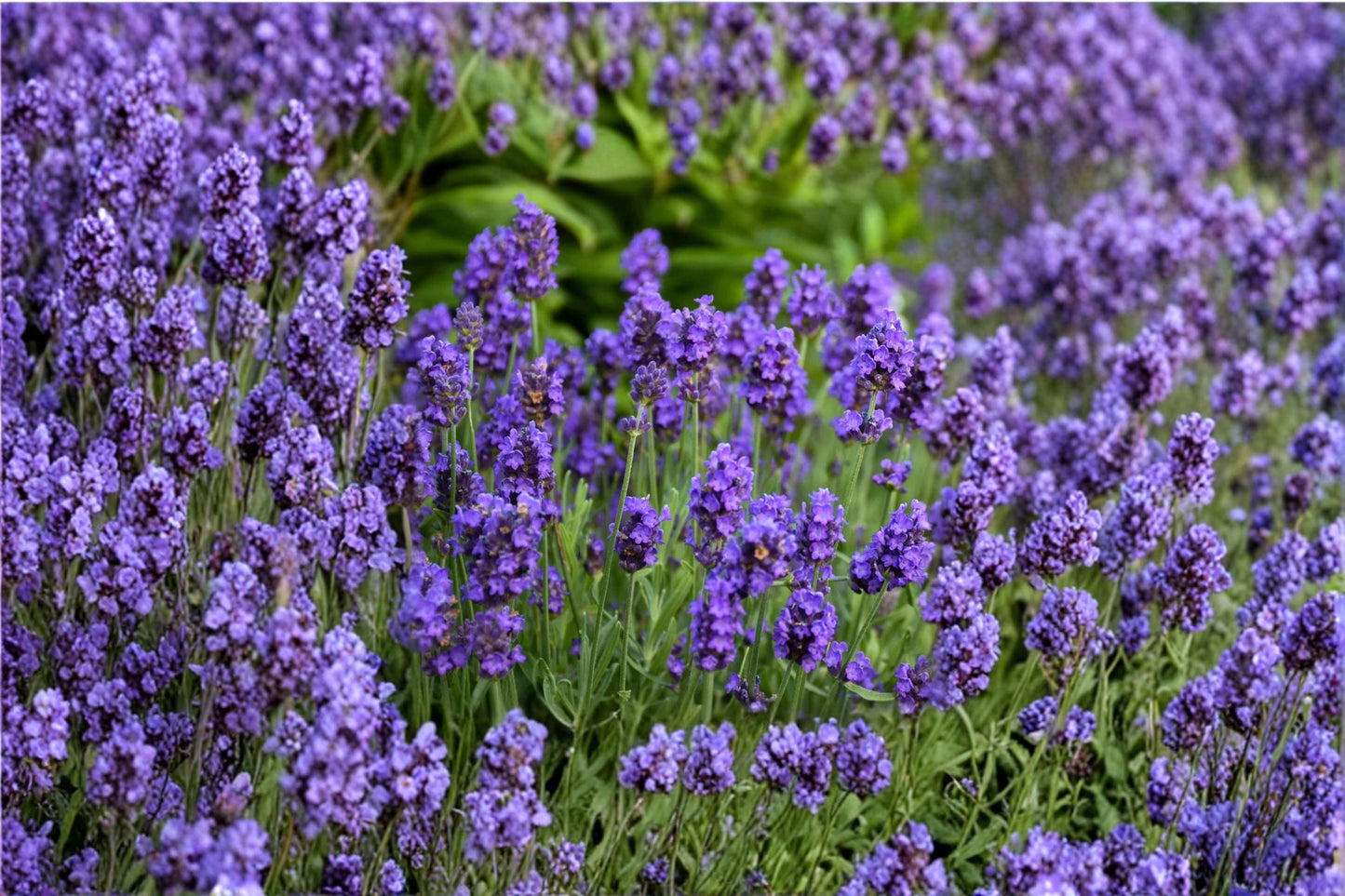 Sweet Romance Lavender Plant – English Lavender with Fragrant Purple Blooms, Blooms First Year