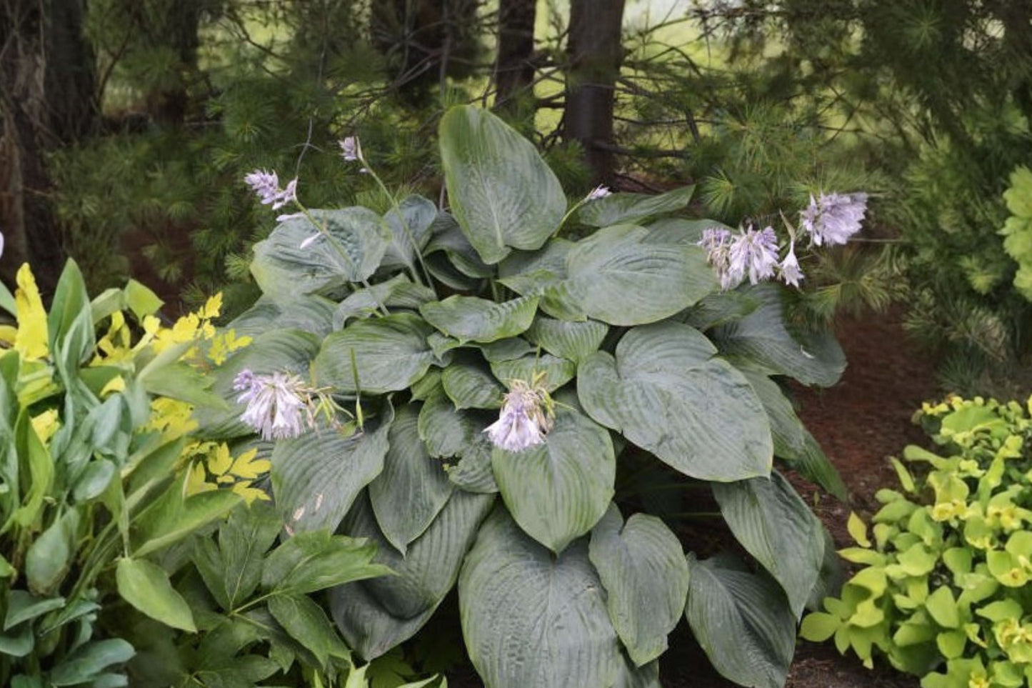 Empress Wu Hosta Bareroot - Largest Shade Perennial with Massive Leaves & Lavender Flowers