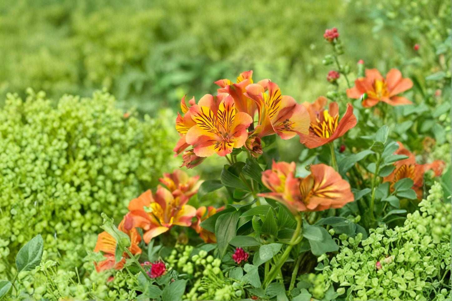 Alstroemeria ‘Princess Diana’ Peruvian Lily – Dwarf 1 Gallon Live Plant with Long Blooming Yellow & Pink Flowers