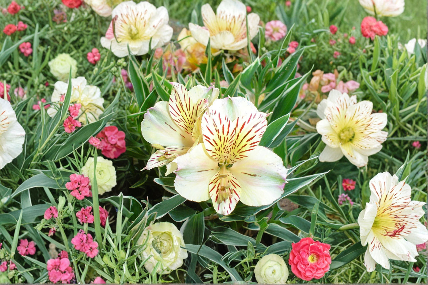 Alstroemeria ‘Colorita Claressa’ – Dwarf White Peruvian Lily Live Plant in 1 Gallon Pot