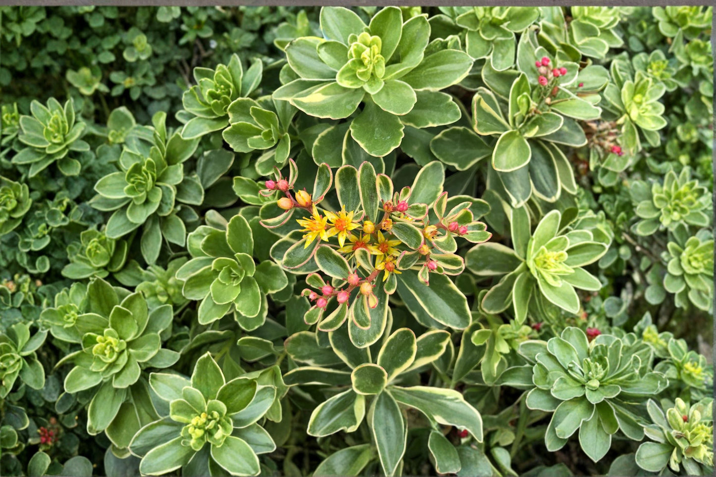 Variegated Sedum Kamtschaticum – Drought-Tolerant Stonecrop Ground Cover with Yellow Flowers in 3.5” Pot